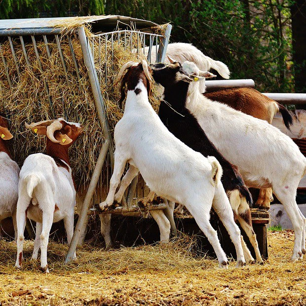 Healthy Full Blood Live cows / Goats 100% Pureblood Mature Boar Goat