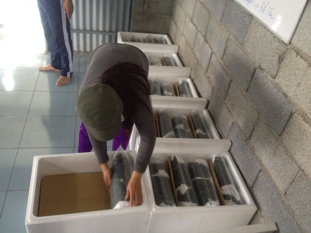 ATL GLOBAL - 100%  Organic Dehydrated Sea Grapes Or Lato Seagrapes