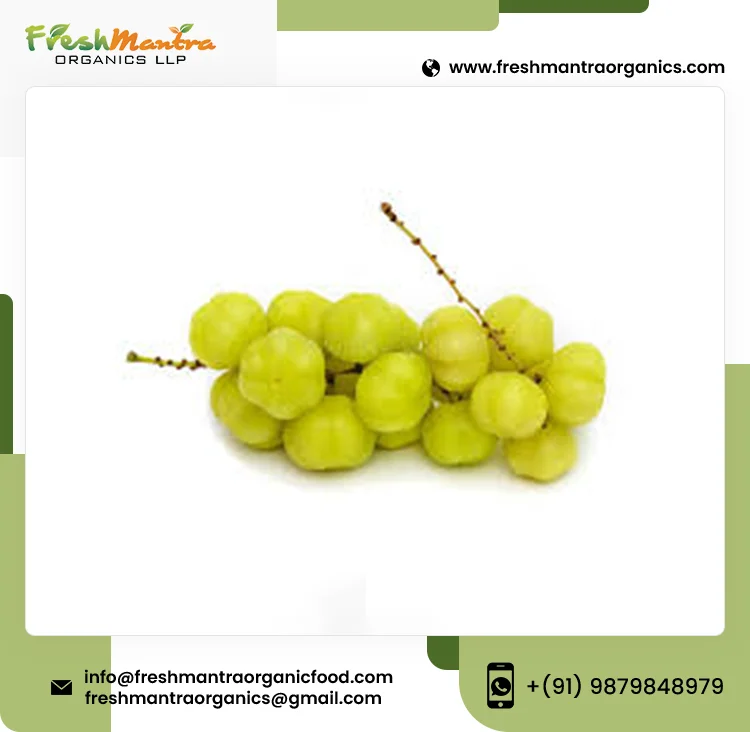 100% Natural Phyllanthus Emblica Pure Amla Powder for Medical and Beauty Benefits