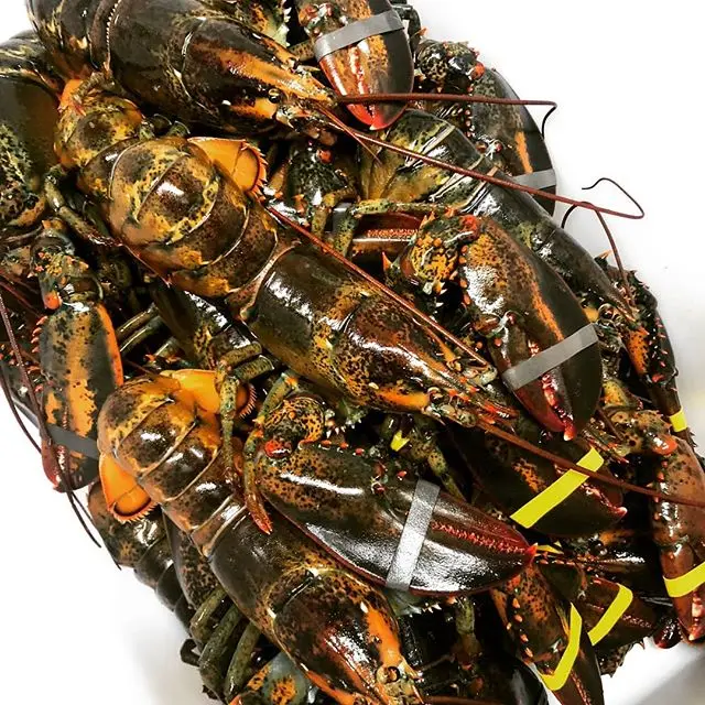 
Live Canadian Lobsters / Frozen Lobster Tails available !!!! 