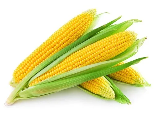 Best selling high on demand standard quality dried yellow corn at 100% wholesale exporter from India