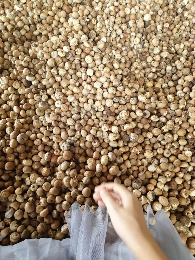  Высокое качество Вьетнам BETEL ARECA NUT - Daisy Whatsapp + 84765149122