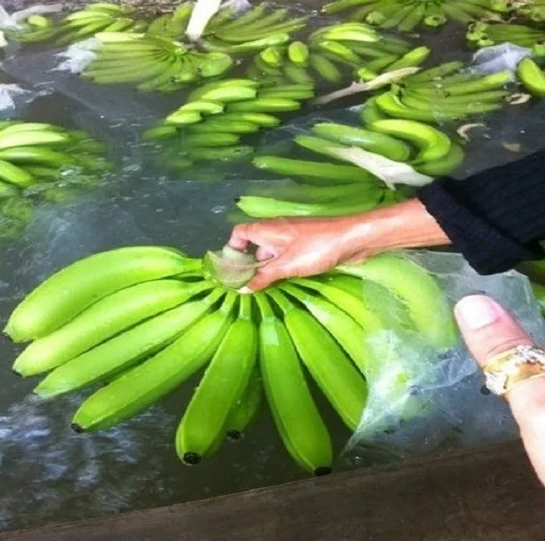 Свежий банан/канвандиш банан MULTI CHOIC