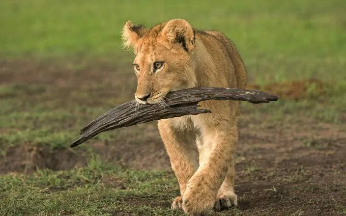 MASAI MARA AMAZING BUDGET SAFARI