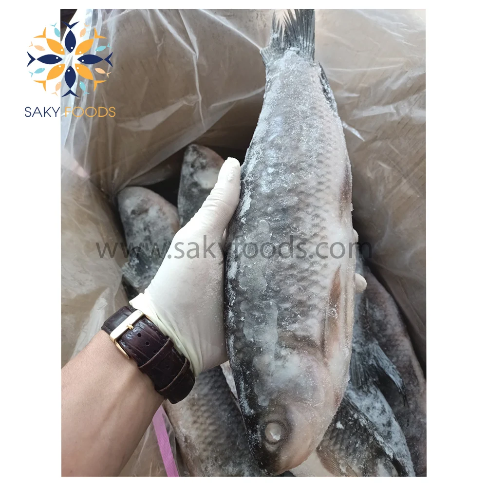 Wholesale IQF Frozen Rohu Fish For Export From Vietnam Bulk Style