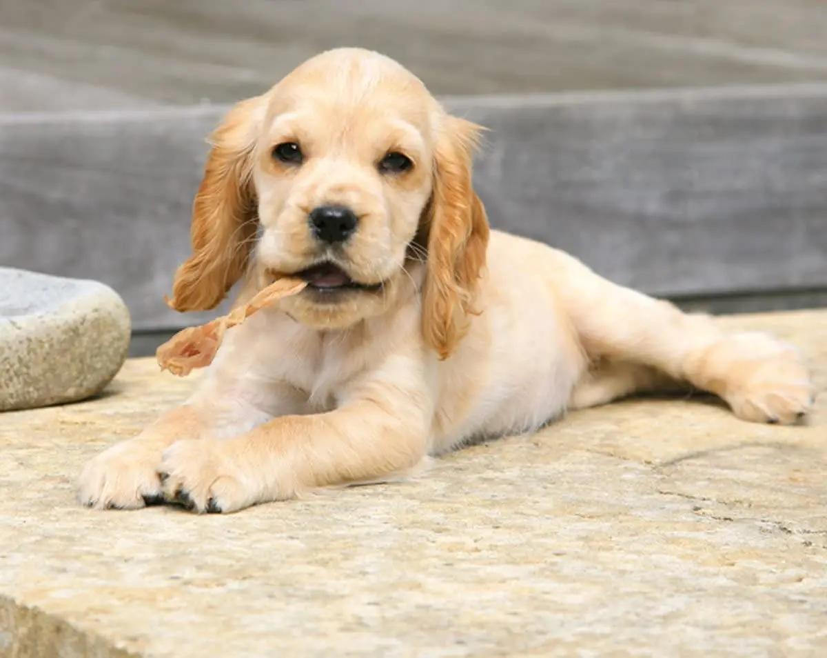 WHOLESEALE BEEF TENDON DRIED PET FOOD - Axel + 84 38 776 0892