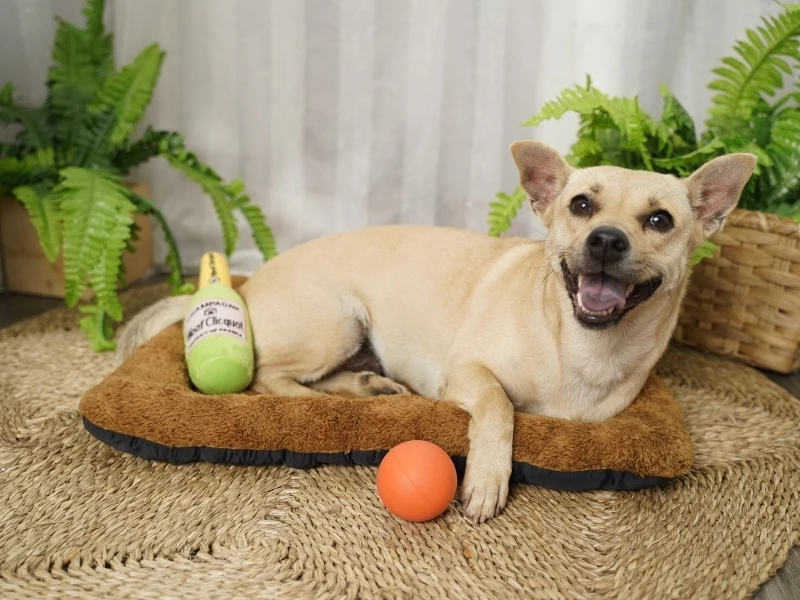 Wholesale Manufacturer Soft Plush Wine Bottle Interactive Toys Pet Toys for Small Animals Exercise Indoor Outdoor Training