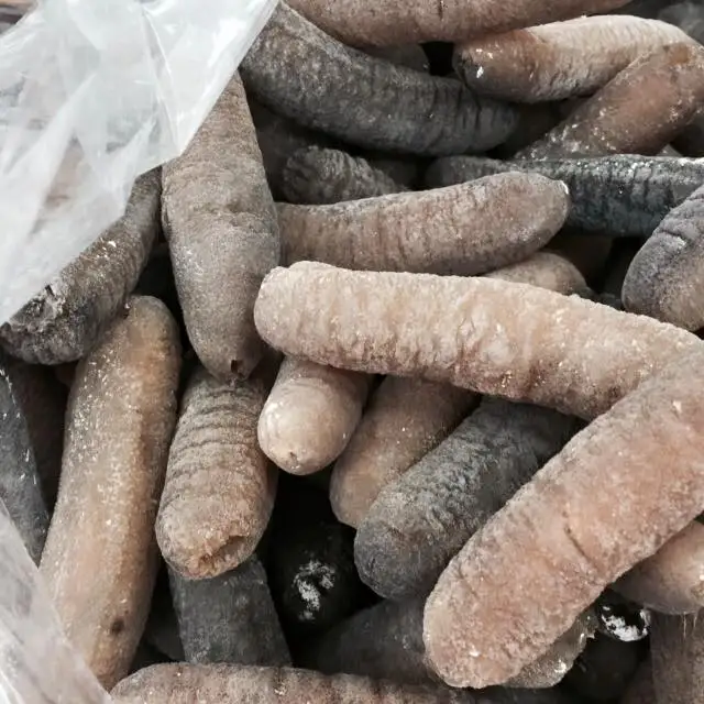 Bulk Dried sea cucumber/ Sea Cucumber FOR SALE