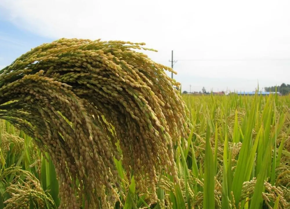 
High Grade Soluble Super Potassium Humate 98% Shiny Flakes humic acid water soluble 