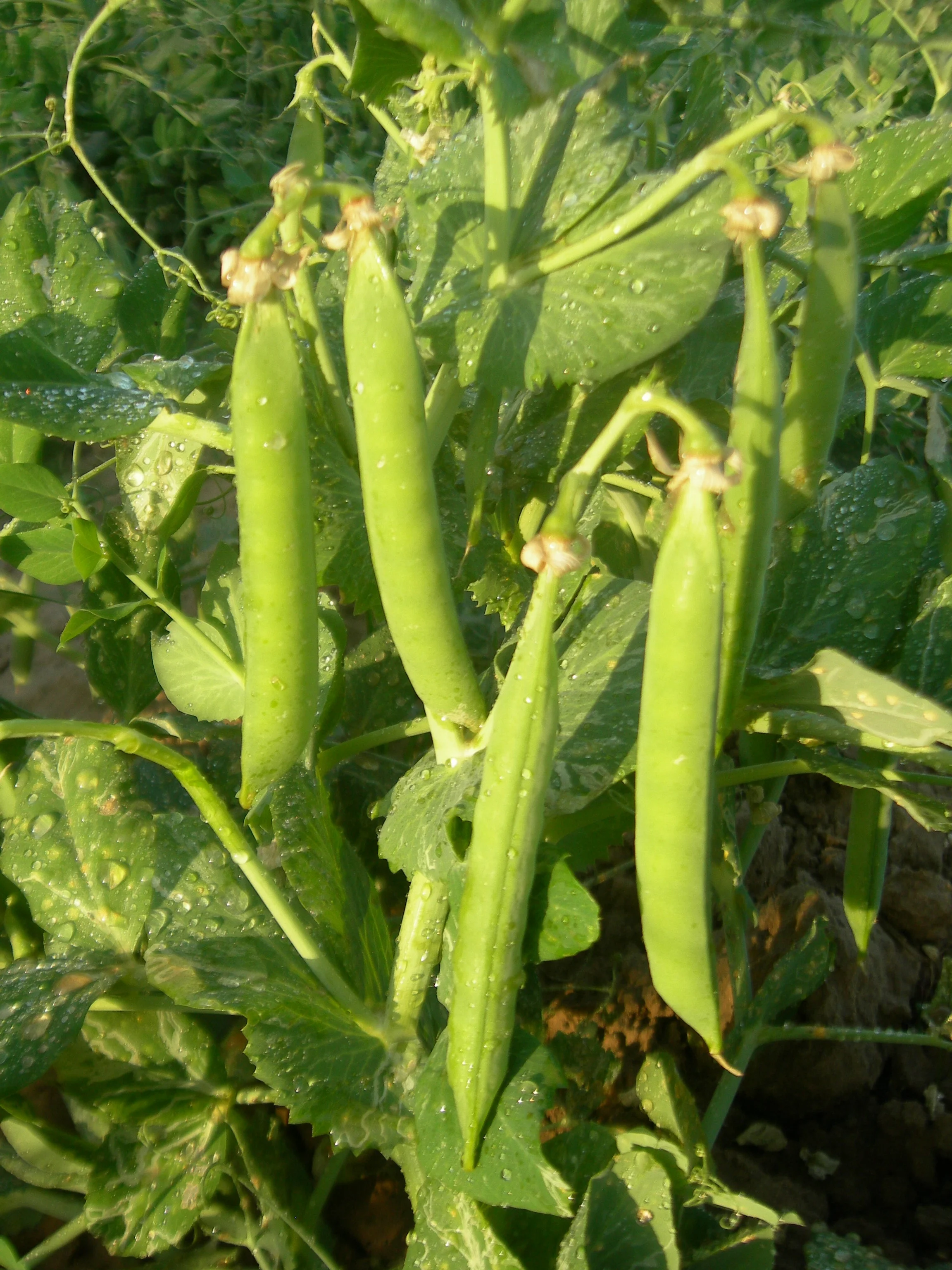 Peas SUPER CLIMAX Seeds