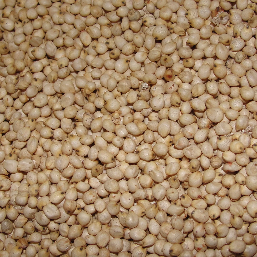 
Sorghum White Seeds 
