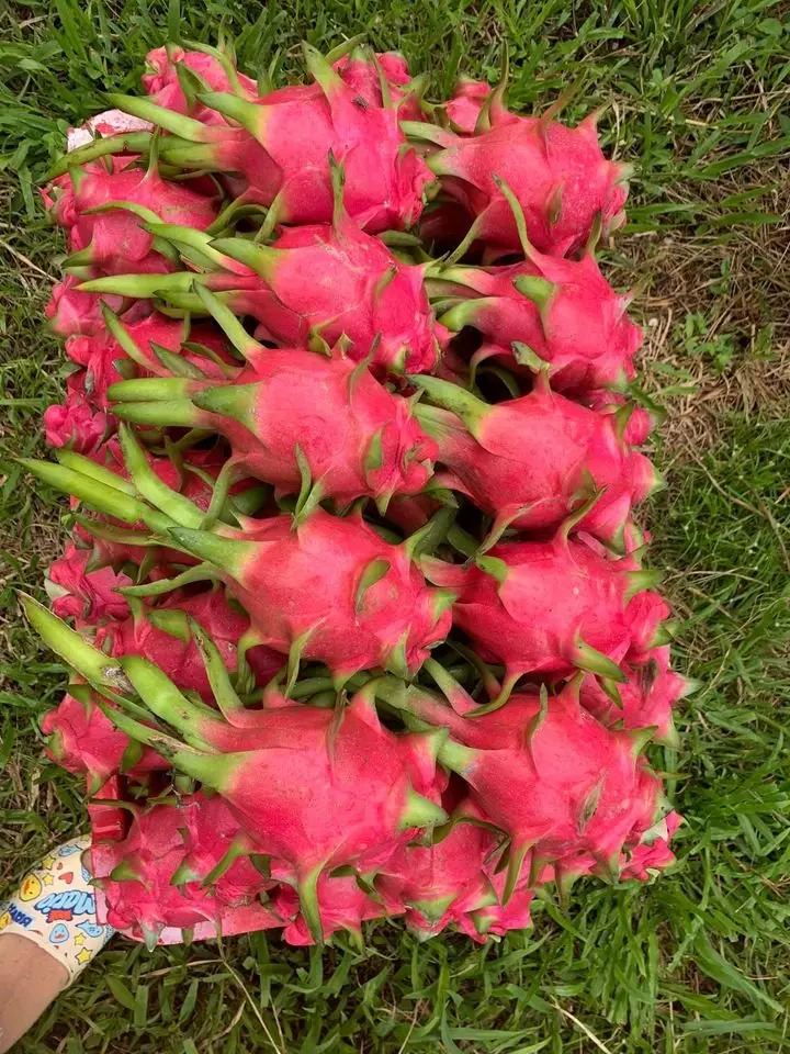 Fresh Dragon Fruit from Vietnam - High Quality Product/ Best Price in the Market