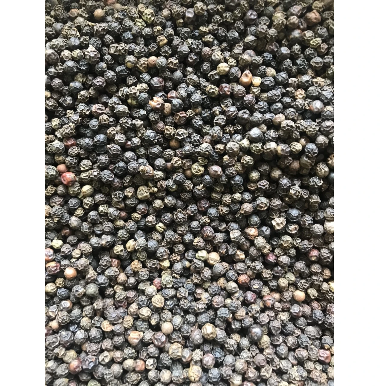 100% High quality Best Price Newcrop dried black pepper Dried Bulk Black Pepper Machine Cleaned for SALE
