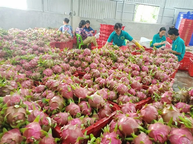 Высокое качество/Свежий фрукт дракона выращиваемый во Вьетнаме/Лучшая цена