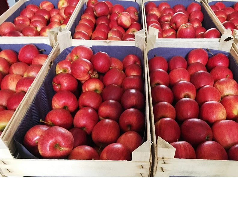 
Fresh Royal Gala Apples from South Africa 