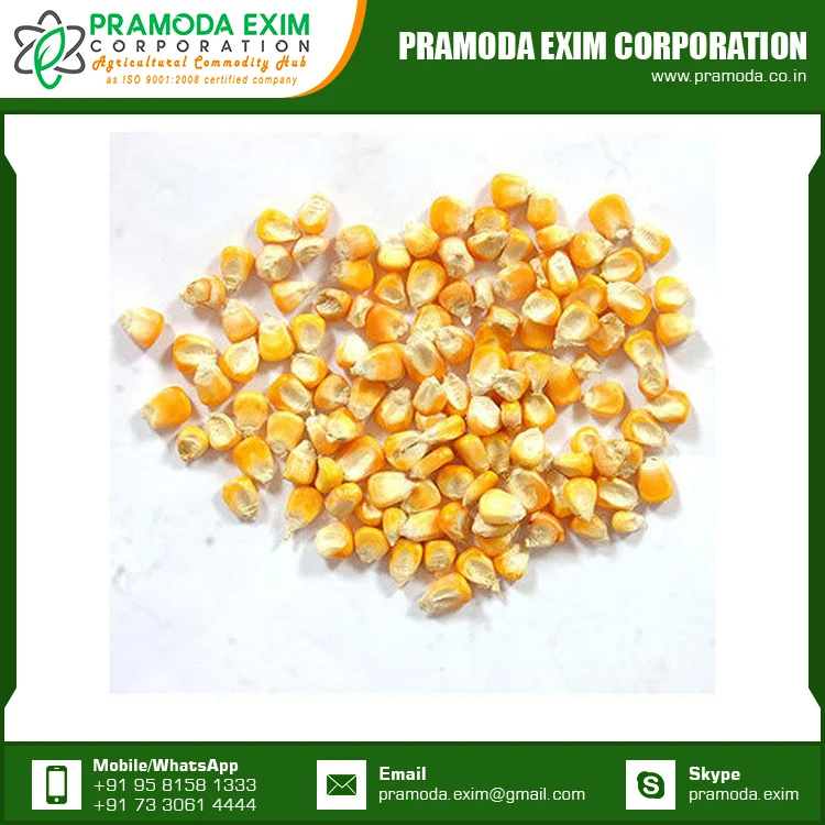 
Yellow Maize Corn Best Yellow Maize Corn for Animal Feed for Sale 