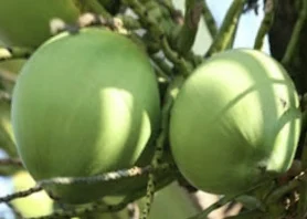 
EWC Wholesale 100% Natural Sweetness Taste Young Coconut Green Color 15cm Fresh Coconut 