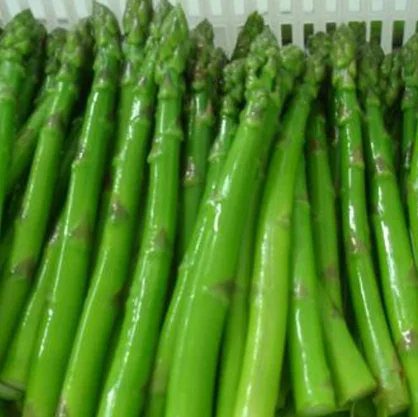 CHEAP PRICE ASPARAGUS IN BULK - MS. ELAINE +84 375 431 541