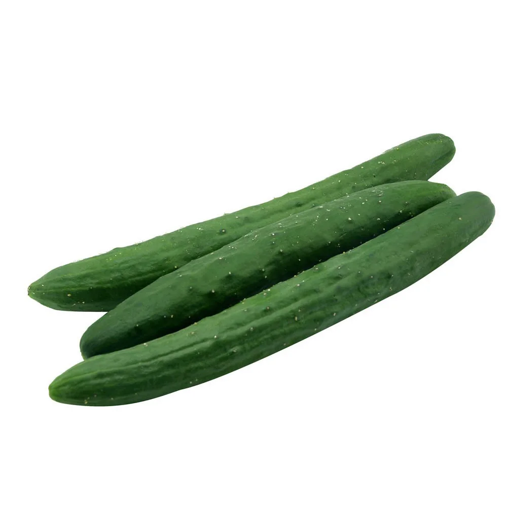 
High Quality Fresh Cucumber For Sale 