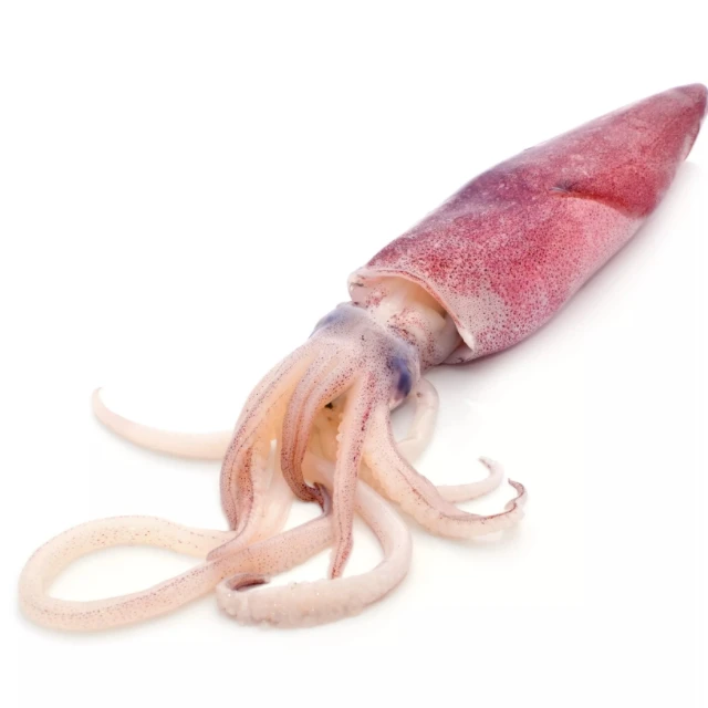 Natural Fresh Seafood Dried Baby Cuttlefish