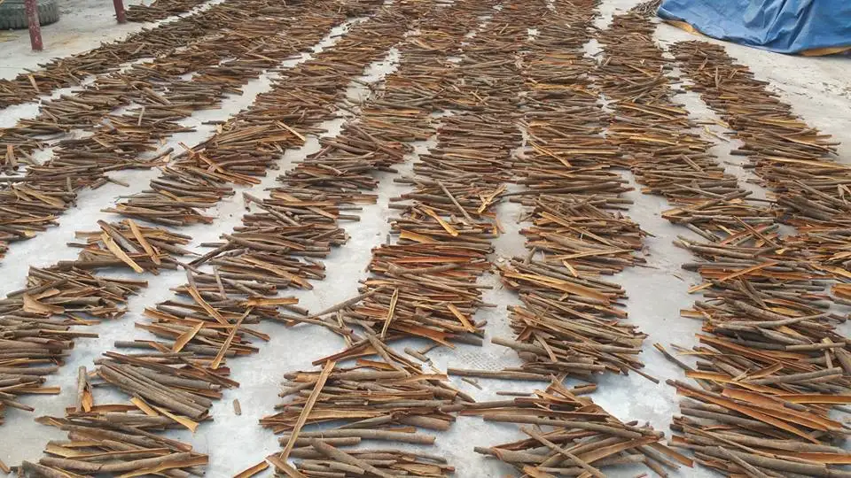 cassia- cinnamon (5).jpg