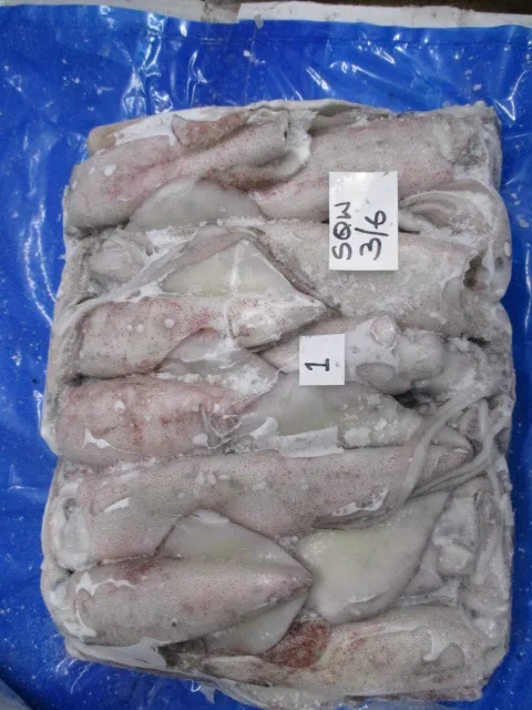 
squid Whole Round 