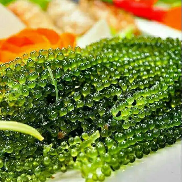  Лидер продаж морские чапсы/соленые водоросли/зеленая Икра мисс гризелда + 84 388 765 004 Whatsapp