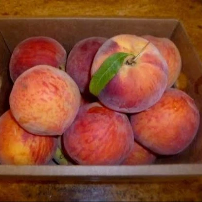 
Best Quality Fresh Peaches for Export 