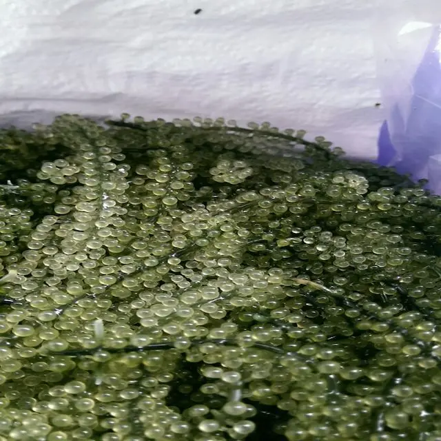 Salted Seagrape/ Dried Seagrape