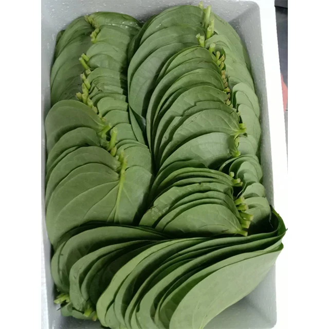 Бетель лист хорошего качества класс Свежий и естественный зрелости 100 натуральный общий культивирования