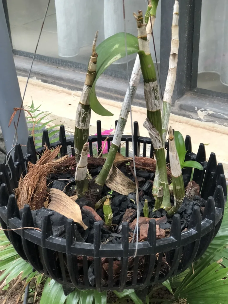 Wholesale orchid pot plastic size 250 flower orchid flower with pot Pots flower Orchid GL-A25