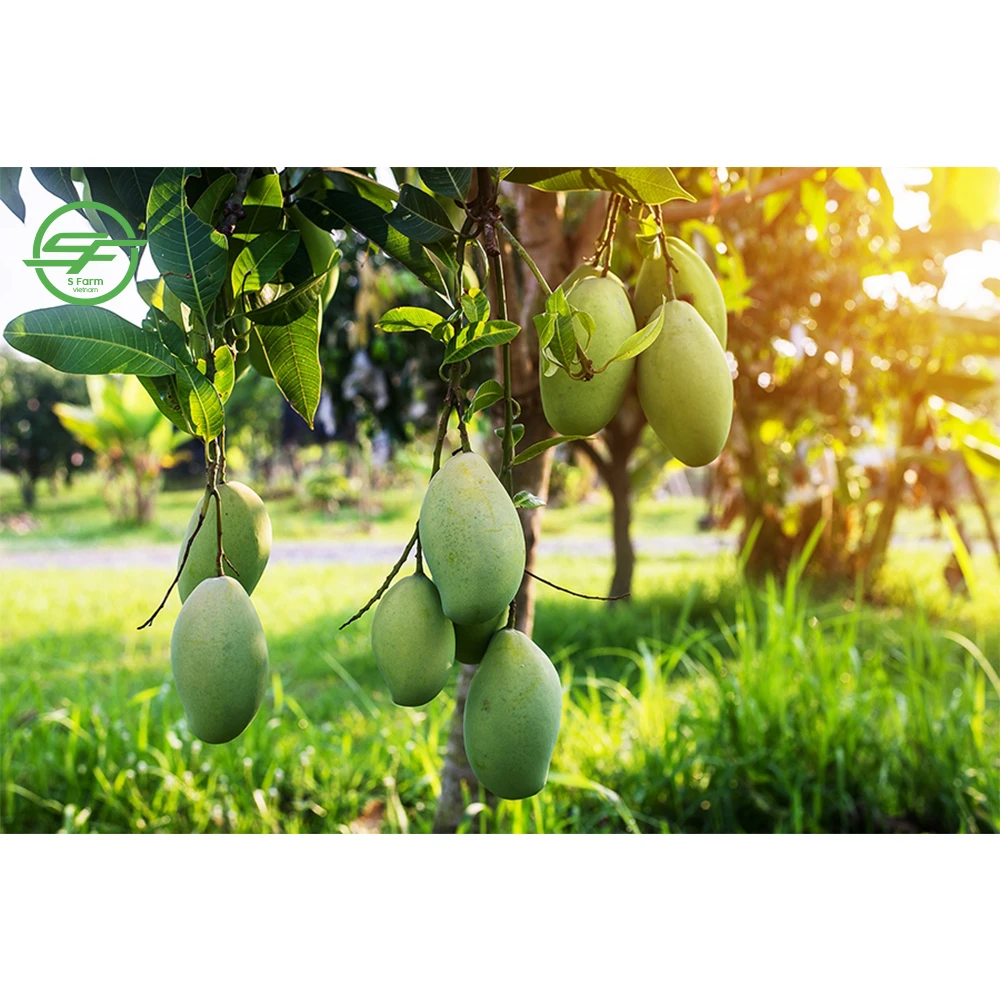 Оптовая продажа свежей MANGO------HIGH качества из Вьетнама (Whatsapp/zalo/wechat: + 84 912 964 858)