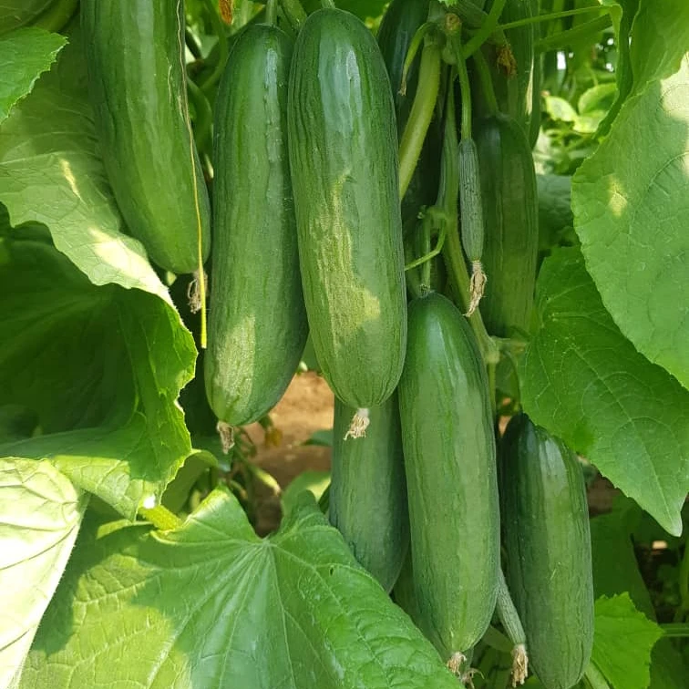 2021 NEW HIGH YEILD DARK GREEN HOUSE  DOWNY MILDEW RESISTANCE CUCUMBER SEEDS F1