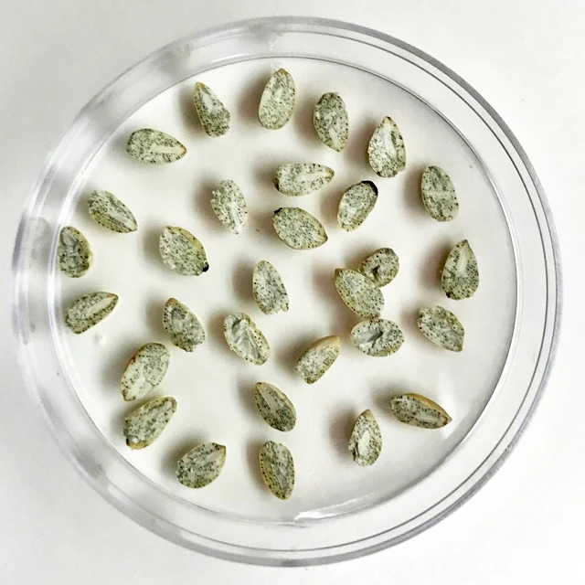 
Automatic Cottonseed Processing Full Continuous Equipment Cotton Seed Delinting Machine Cotton Linter Machine Cottonseed Saw Lin 