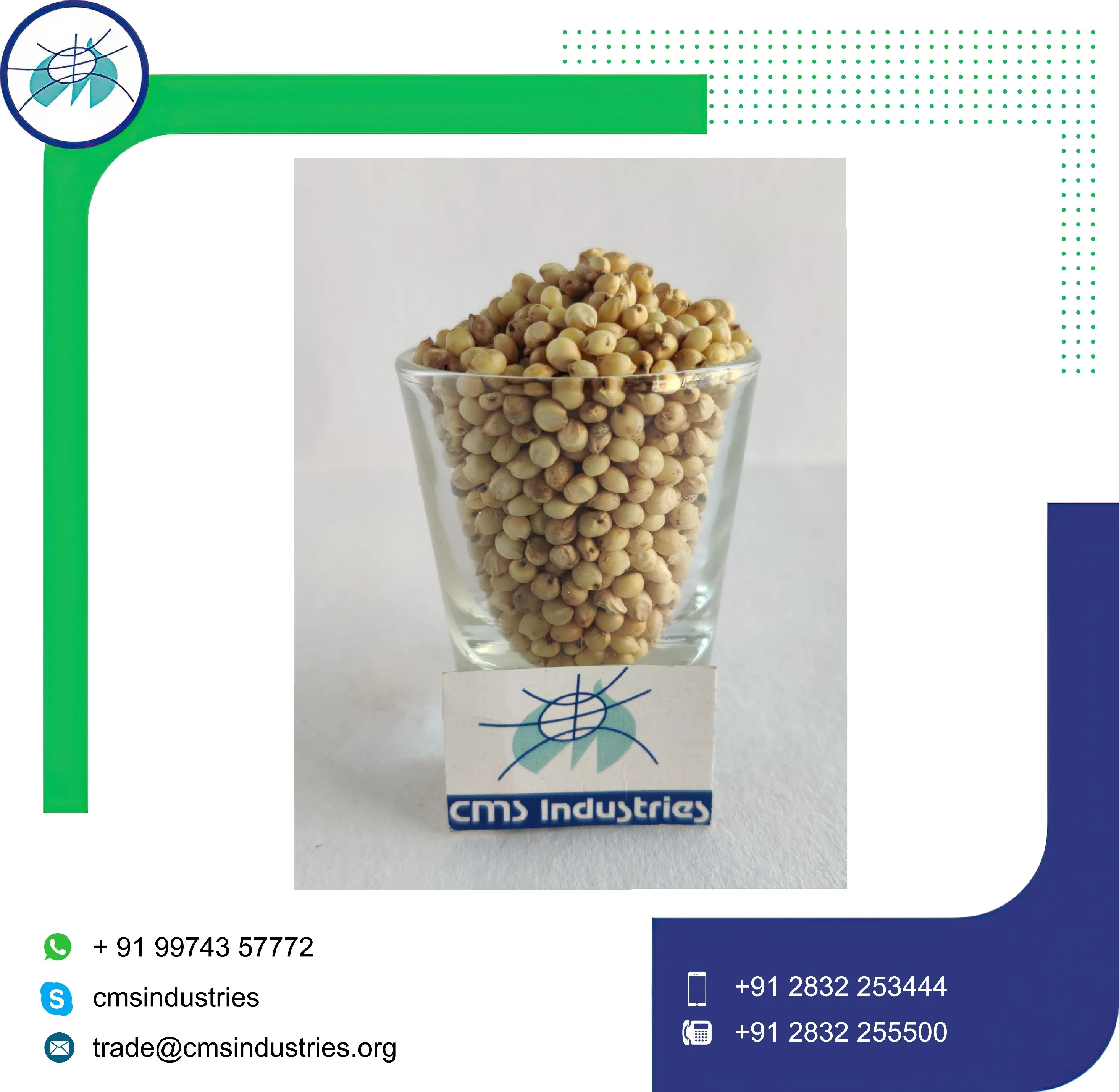Undamaged Creamy White Sorghum for Feeding Bird