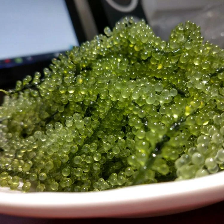 
DEHYDRATED SEAGRAPES VIETNAM 2020 