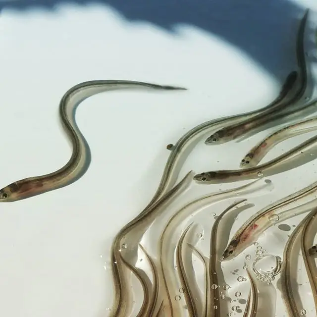 Export Quality Live and Fresh China  frozen sea eel fish