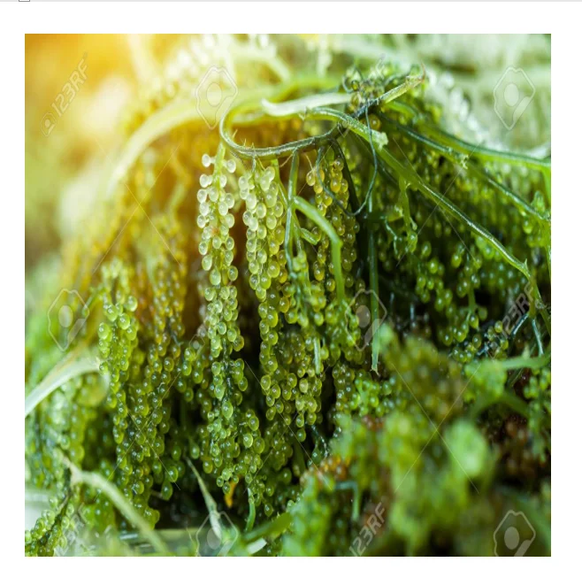 Organic seagrape - Dehydrated seagrape from Vietnam with high nutritious meal for ages