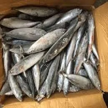 Whole Round Frozen Bonito Tuna Fish for canned