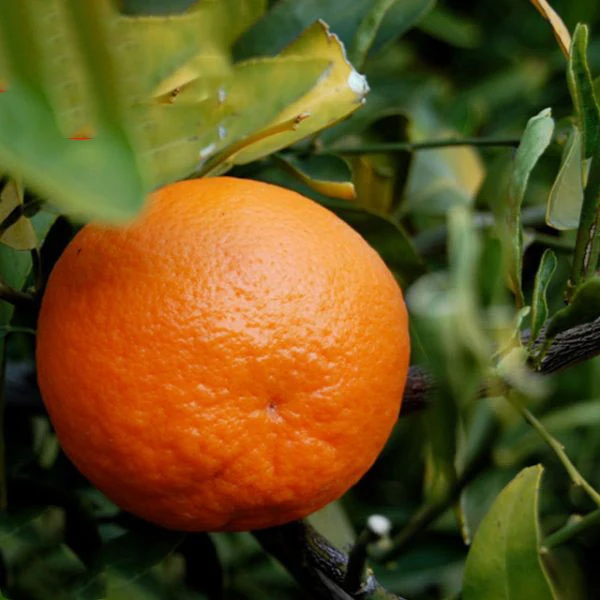 Pakistani Mandarin orange for Russian/oranges brands fruit