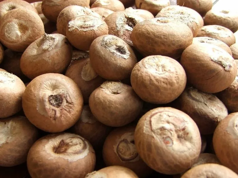 
SELL DRIED WHOLE BETEL NUT GOOD CUT FROM BRAZIL 