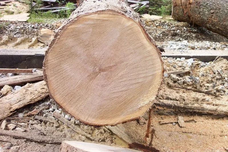 European White Oak Saw Logs, 30+ cm