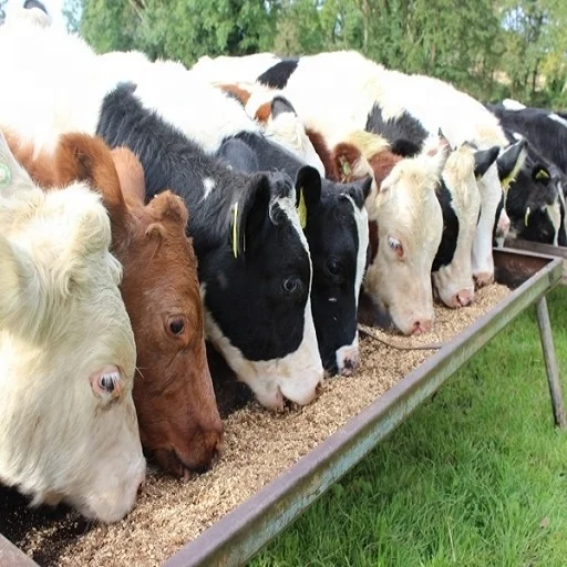 Top quality wheat bran for animal feed