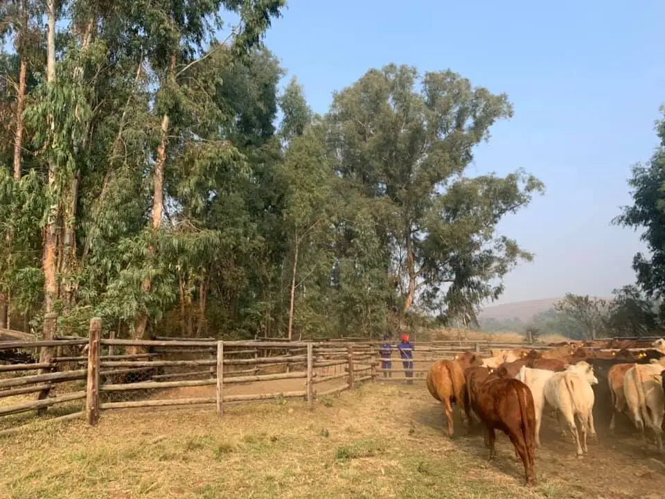 
Live Beef Master cattle For Sale 