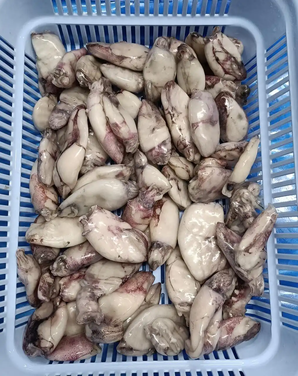 Frozen Baby squid IQF without pin bone from India