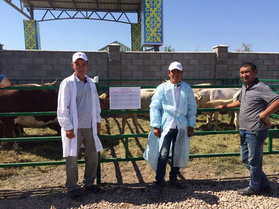 Баранина высокого качества, баранина, колбаса, Казахстан, оптовая продажа, Органическая натуральная замороженная говядина, колбаса, охлажденное халяльное мясо говядины