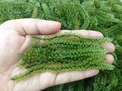  Морской виноград LATO подходит для ухода за здоровьем натуральный хорошего качества сделано во Вьетнаме // JOLENE + 84