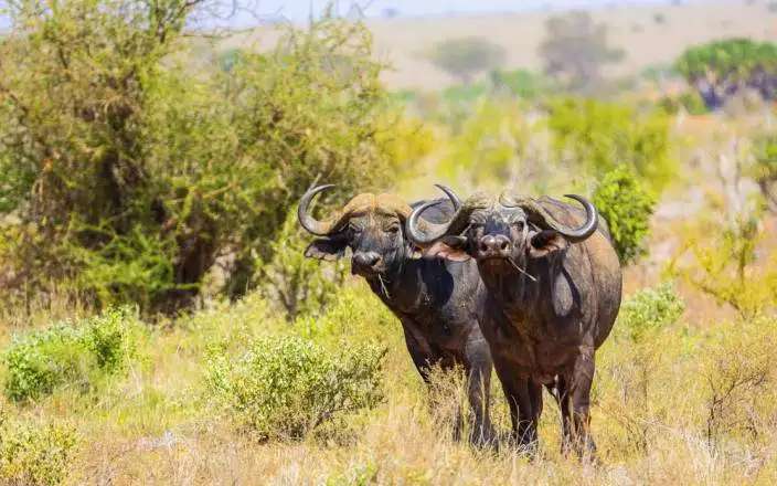 3 DAY MOMBASA TSAVO EAST AND SALTLICK SAFARI