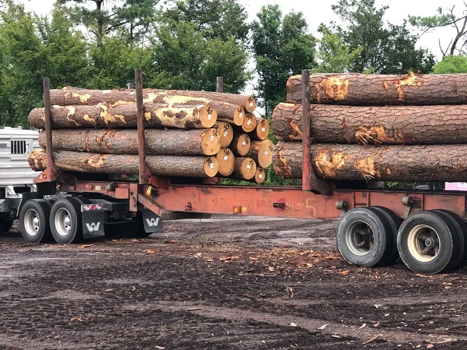 Southern yellow pine log2.jpg