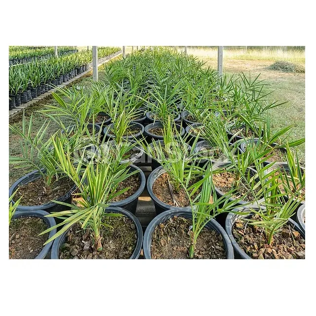 High Temperature Climate Temperature Red Barhi Dates Agri-Horti